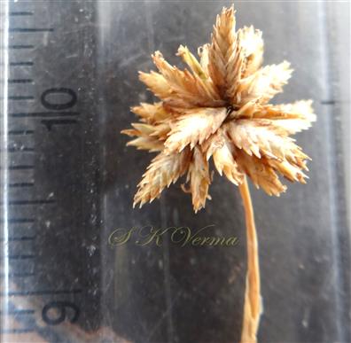  Raylet bearing spikelets at apex